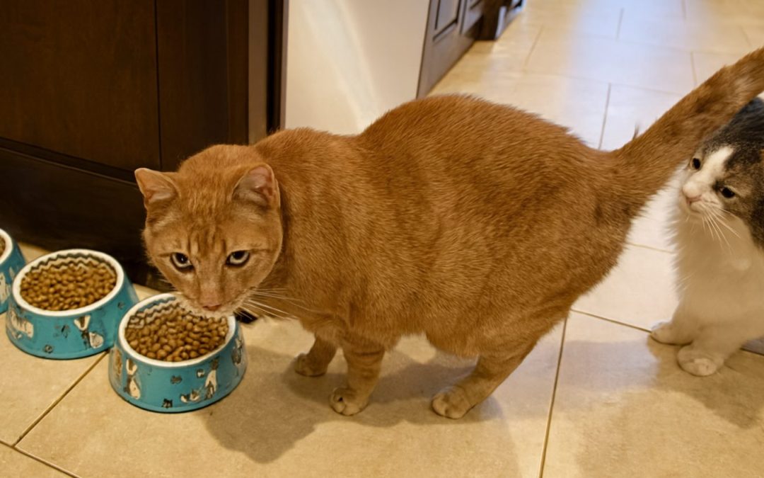 Scotch, anyone? The true tale of an orange cat in a sofa. That was just sold.